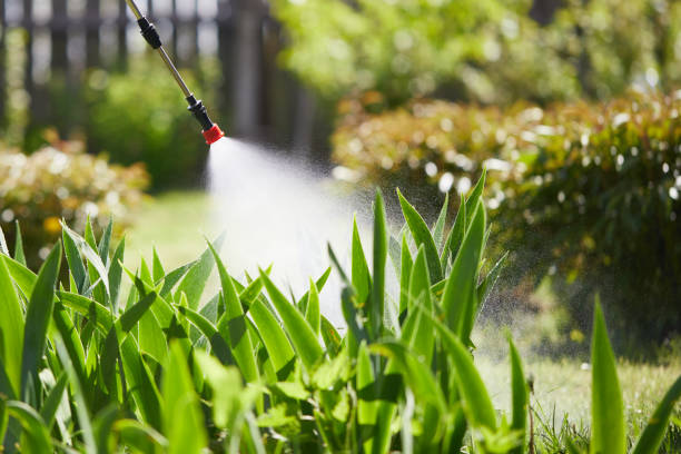 24/7 Emergency Termite Control experts in Dunnigan, CA